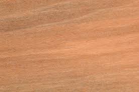 Image result for Mitragyna stipulosa