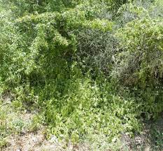 Image result for Coleus hereroensis