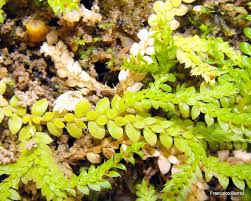 Image result for Selaginella mittenii