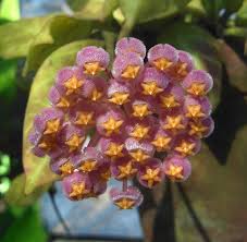 Image result for Eulophia obscura