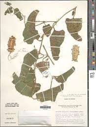 Image result for Cucumis quintanilhae