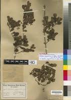 Image result for Psydrax locuples