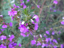 Image result for Hermannia floribunda