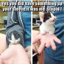 Funny Animal Pictures 22 Pics Funny Animal Photos Funny Animal Pictures Animal Memes
