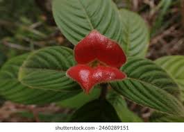 Image result for Psychotria