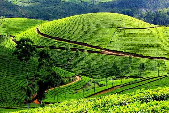 Munnar Tea Gardens