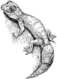 Gecko Thick Tailed Pencil Drawing Animal Art Wildlife Art Nature Print Of Original Artwork A5 Pencil Drawings Animal Art Animal Drawings