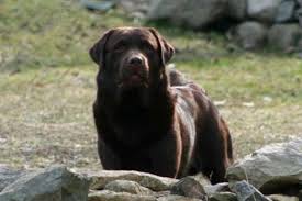 Copyright riorock labrador retrievers labrador retriever breeders new england east coast area, formerly colorado, english bred puppies coast lab puppies labrador breeders in new hampshire champion labrador retrievers champion sired lab puppies for sale puppies for sale, stud dogs. Handy Hill Labradors Home