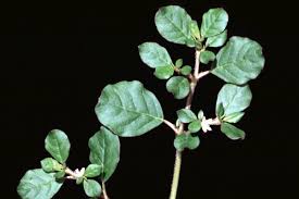 Image result for Trianthema