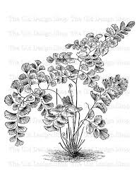 Fern Commercial Use Clip Art Botanical Adiantum Decorum Etsy Clip Art Vintage Art Vintage Botanical