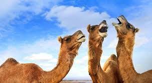 A camel's feet are actually not hooves, but each toe does have a hard nail that gives the impression of a hoof. Camels Have Split Hooves But Do Not Chew Their Cud Why Are They Not As Bad As Pigs Then Because The Camels Provide Use An Kamel Fodselsdag Fodselsdag Hilsner