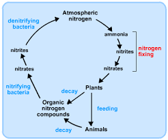 Some of the worksheets for this concept are nutrient cycles, nutrient cycles packet answers, nutrient cycle answers key, nutrient cycle answers key, nutrient cycles nitrogen cycle answer key. Energy Flow And Nutrient Cycles S Cool The Revision Website
