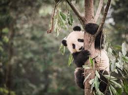 Image result for pandas