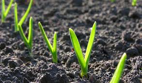 We did not find results for: How To Grow Garlic Thompson Morgan