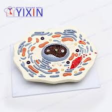 We did not find results for: Animal Cell Model 20000x Anatomical Model Educational Model Buy Animal Cell Model Cell Model Product On Alibaba Com
