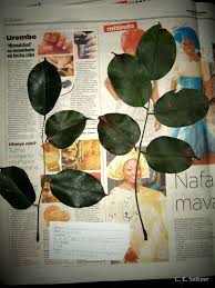 Image result for Pterocarpus tinctorius