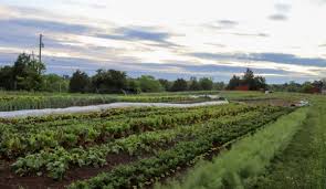 So some items you'll need are newspapers, old leaves, compost, chicken fertilizer, and wood chips. 5 Ways To Establish A No Till Garden Hobby Farms