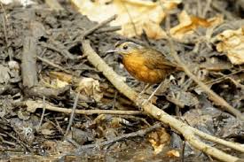 Cara mudah membedakan sirtu jantan dan betina. Mengenal Burung Pelanduk Topi Hitam Dengan Suaranya Yang Nyaring