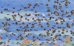 نتیجه جستجوی لغت [flock] در گوگل