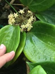 Hoya merrillii is endemic to the philippines and is named after its collector, e.d. Hoya Plants On Twitter Hoya Merrillii One Of Easiest Hoya To Grow Shiny Leaves Cute Fragrant Flowers Http T Co Itxa2im0pi