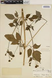 Image result for Senecio maranguensis