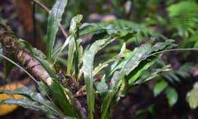 Image result for Polypodiaceae