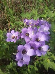 Image result for eustoma maurine