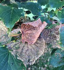Japanese Beetles Missouri Department Of Conservation