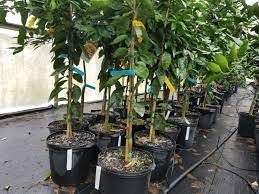 What is a minneola fruit? Minneola Honeybell Tangelo Tree Just Fruits And Exotics