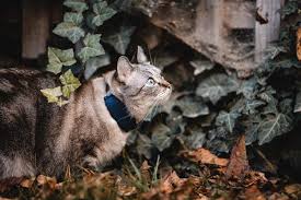 ‪Why Do Cats Run Away? 10 Reasons & Tips - Tractive‬‏