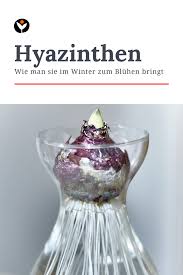 Hyazinthen Im Glas Zum Bluhen Bringen Hyazinthe Gartenblog Pflanzen