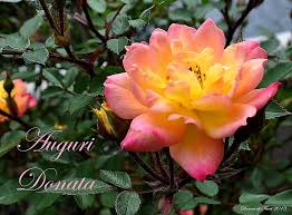 Devi darle i fiori per il suo compleanno! 54 New Buon Compleanno Fiori Di Campo