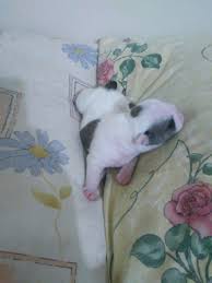 Sahibinden Satilik Ingiliz Bulldog Yavrular Sahibinden Satilik Ingiliz Bulldog Yavrular Kopek Kopekseverler K English Bulldog Dogs And Puppies Bulldog