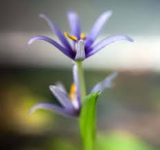 Image result for Heteranthera