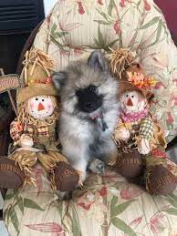 Keeshond Puppies For Sale Available Erbekees Keeshonden Keeshond Puppy Puppies For Sale Puppies
