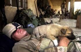 Pin By Lastlaughgroup On Dogs Of War Military Working Dogs Military Dogs Working Dogs