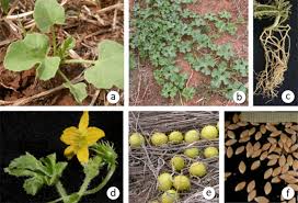 Image result for Cucumis myriocarpus