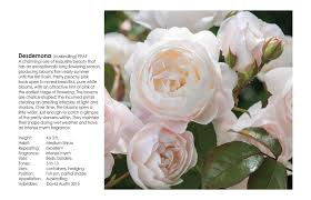 We did not find results for: David Austin Roses Desdemona Florissa Flowers Roses Fruits And Veggiesflorissa Flowers Roses Fruits And Veggies