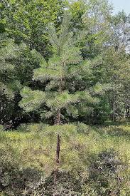 Found in parts of europe and asia, they can grow to be thousands of years old and are poisonous. The Best Pine Fir And Spruce Identification Guide Gardener S Path