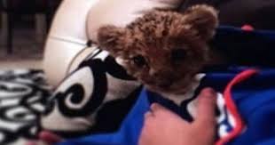 للبيع لبوه اليفه animals teddy bear