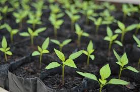 Selamat datang di toko online biji bunga terbesar, terlengkap dan terpercaya. Jual Bibit Tanaman Pohon Cabe Rawit Bibit Tanaman Dengan Harga Rp 3 000 Dari Toko Online Brilianmuda Garden Kota Tangerang S Tanaman Benih Tanaman Pohon Buah