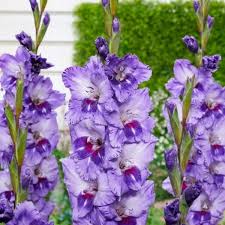 Image result for Gladiolus zambesiacus