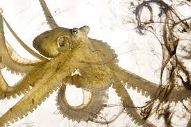 Why Do Octopuses Remind Us So Much Of Ourselves Kartinki