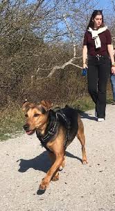 Our groomers take special care to make each grooming visit a spa experience for your pet. Dog Boarding In Bertrange With Best Prices On Petbacker