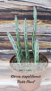 Consider the typical unglazed clay pot because a lot depends on the pot or container you're planting your cactus in, before i can answer your question about soil mix, i have to discuss pots. Pickle Plant Succulent Plants Growing Succulents Succulent Gardening