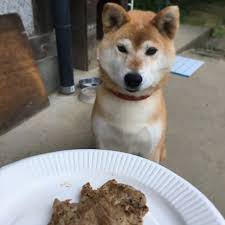 チェリーとバーベqの肉 柴犬 しばいぬ 犬 肉 dog meat