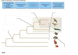 Evolution only occurs when there is a change in gene frequency within a population over time. Biol 1407 Ch 19 Descent With Modification Diagram Quizlet