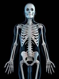 Rib cage anatomy art, skeleton rib cage, chest skeleton art, skeleton print, doctor office decor, gift for doctor, flower anatomy art print enorasis. Human Rib Cage Wall Art For Sale