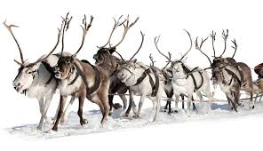 Clement moore's poem in 1823 about a visit from saint nicholas gave the names of santa's eight reindeer: Santa S Not Brown Neither Are His Reindeer