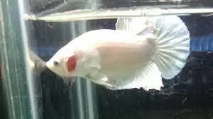 Ikan cupang halfmoon white platinum. Ikan Cupang Plakat White Platinum Youtube